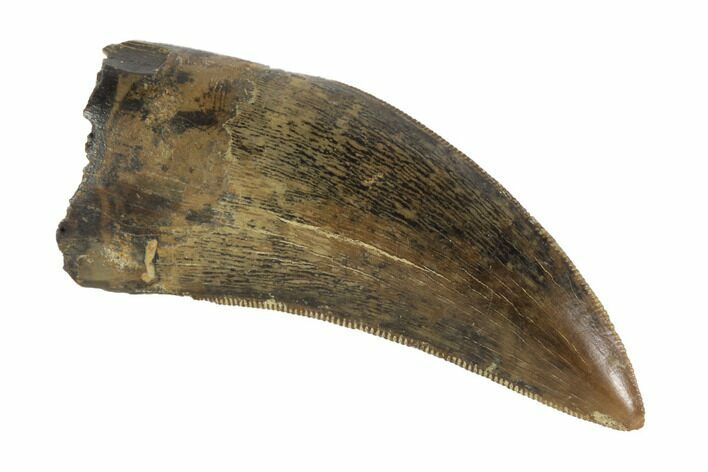 Serrated, Tyrannosaur Tooth - Judith River Formation, Montana #93100